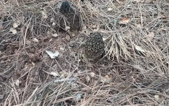 Fiyatı 700 lirayı bulan kuzugöbeği köylüye gelir kapısı oldu