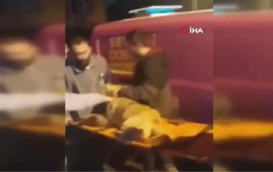 Üsküdarda köpeği silahla yaraladılar, çırpınma anları kamerada