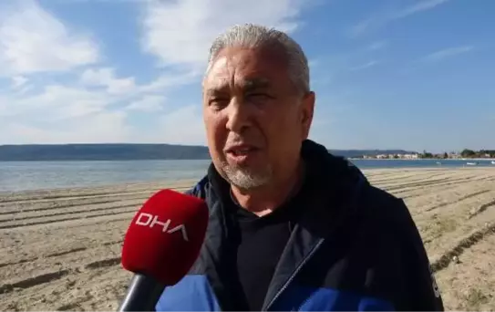Çanakkale Boğazı'ndaki Zehirli Pusula Denizanaları Balık Popülasyonunu Olumsuz Etkiliyor