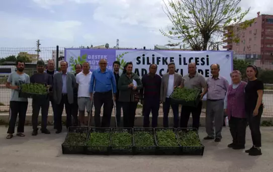 Silifke'de üreticilere 50 bin adet ada çayı fidesi desteği