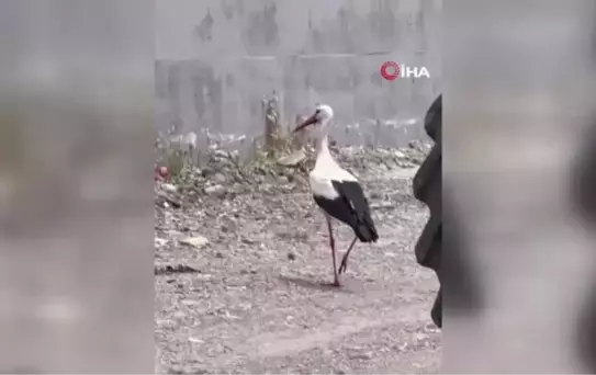 Kızılcahamam'ın leylekleri esnafla beraber yaşıyor