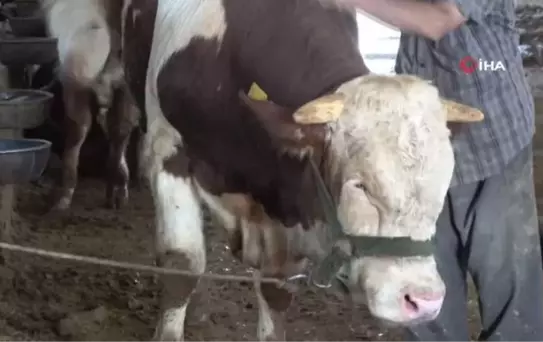 Bingöl'de 1 tonluk 'Şövalye' isimli tosun satışa çıkarıldı