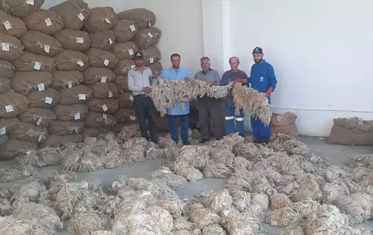 Beypazarı'nda Tiftik Alımı Tamamlandı