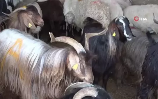 Kurban satıcıları arefe ve bayramı bekliyor