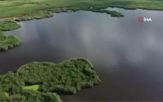 Ünlü profesörden manda kaymağı ile ilgili ilginç iddia