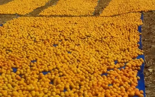 Malatya'da Kayısı Hasadı Başladı