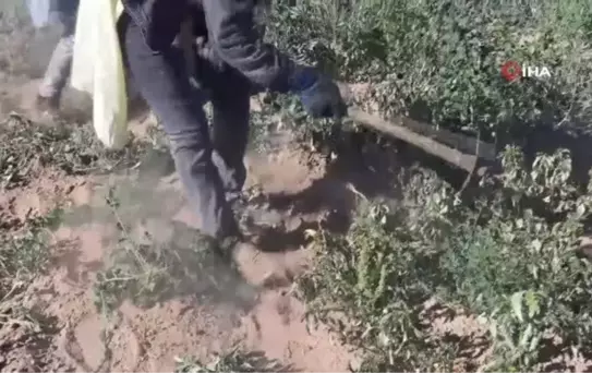 Mevsimlik işçilerin kavurucu sıcakta ekmek mücadelesi