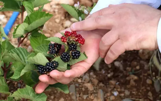 Erzincanlı girişimci Bursa'da böğürtlen yetiştiriciliği yapmaya başladı
