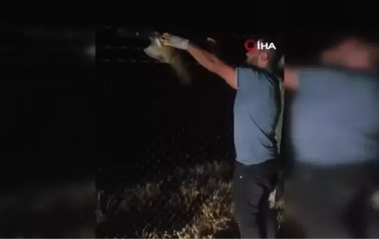Kamyon şoförü tellere takılan baykuşu kurtardı