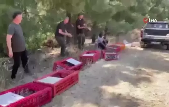 Kınalı keklikler yangın bölgelerine salındı