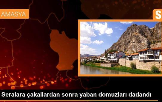 Seralara çakallardan sonra yaban domuzları dadandı