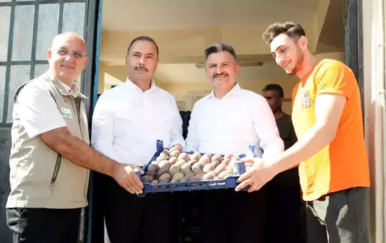 Bursa'da İncir Hasadı Başladı: Üretim Miktarı Artış Gösteriyor