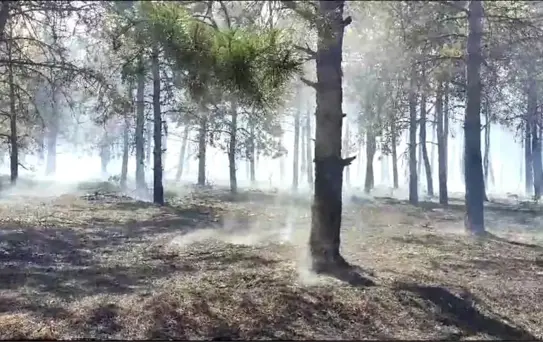 Tekirdağ'da çıkan orman yangını kontrol altına alındı