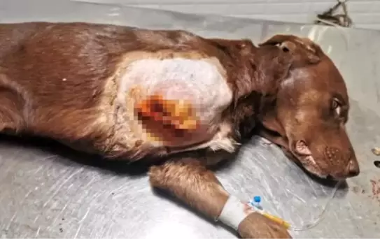 Antalya'da kapana sıkışan köpek tedavi edildi
