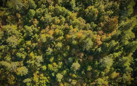 Ilgaz Dağı, sonbahar renkleriyle ziyaretçilerini ağırlıyor