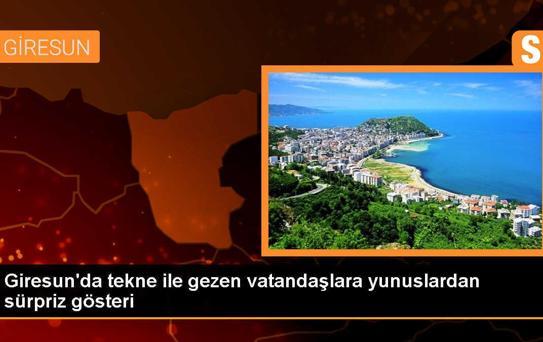 Giresun'da Vatandaşların Gezdiği Tekneyi Çevreleyen Yunuslar İlgiyle İzlendi