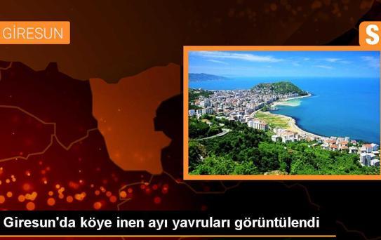 Giresun'un Alucra ilçesinde ayı yavruları köye indi