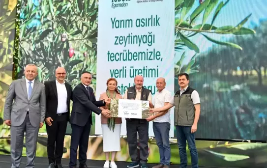 Delice Zeytin Ağaçları Aşılanarak Verimli Hale Getiriliyor