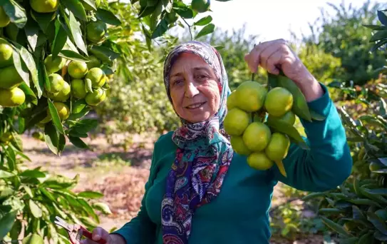 Seferihisar ve Gümüldür'de Satsuma Mandalinası Hasat Sezonu Başladı