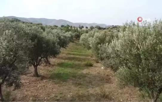 Doktorluktan Emekli Olan Kadın, Zeytin Üreticiliği Yapmaya Başladı