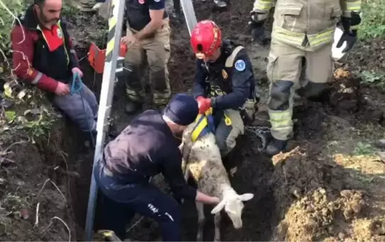 İnegöl'de mahsur kalan koyun itfaiye ekipleri tarafından kurtarıldı