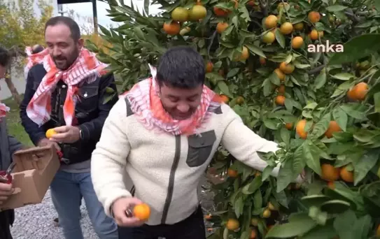 Seferihisar'da 23. Mandalina Şenliği