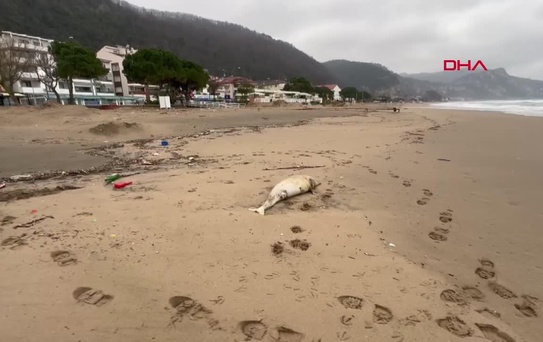 BARTIN'ın İnkum tatil beldesinde ölü yunus kıyıya vurdu