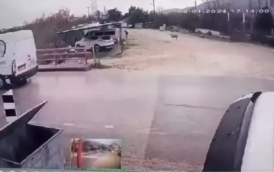 Finike'de Koçun Saldırısına Uğradı