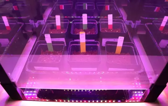 Karabük BİLSEM Öğrencileri NASA Projesiyle Uzayda Gıda Üretiyor