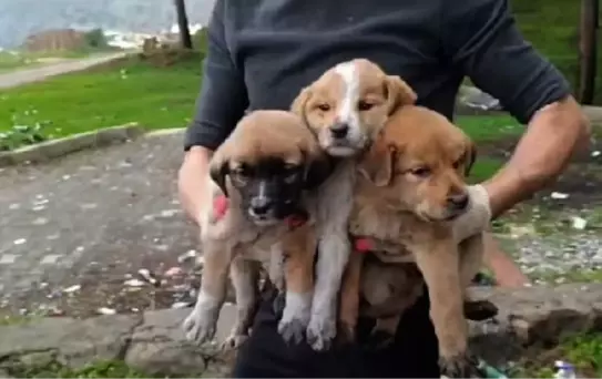İslahiye'de Ağzı Bağlanmış Çuvallarda Bulunan 15 Yavru Köpek Koruma Altına Alındı