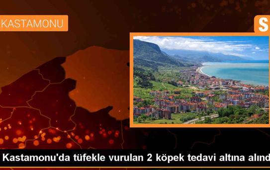 Cide'de Tüfekle Vurulan 2 Köpek Tedavi Altına Alındı