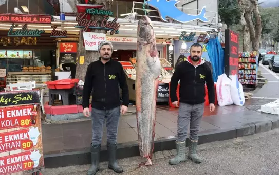 Amasya'da 2 metre 10 santim boyunda 70 kilogram ağırlığında yayın balığı yakalandı