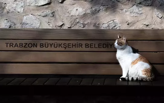 Trabzon'da tarihi cami avlusunda kitap satarak kedilere yardım eden İsmail Gürsoy