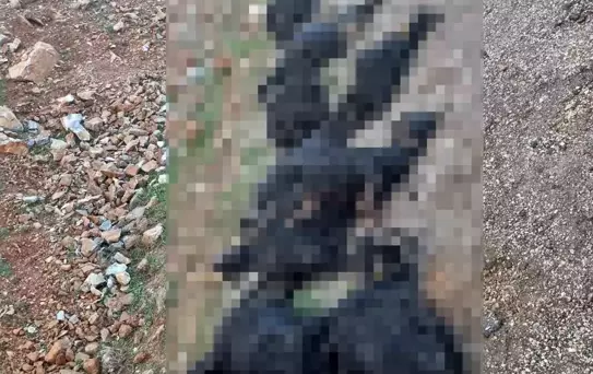 Bitlis'in Mutki ilçesinde yıldırım isabet etti, 17 koyun telef oldu