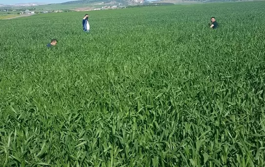 Besni'de Süne Mücadelesi Devam Ediyor