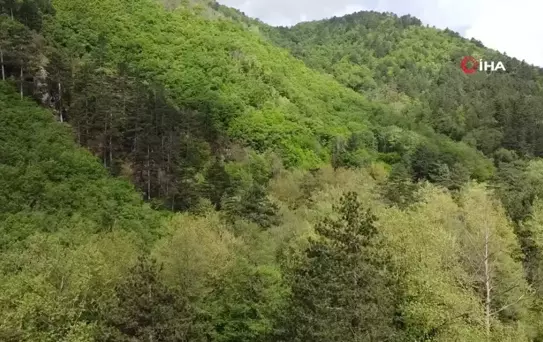Kazdağları bahar ile birlikte yeşilin binbir tonuna büründü
