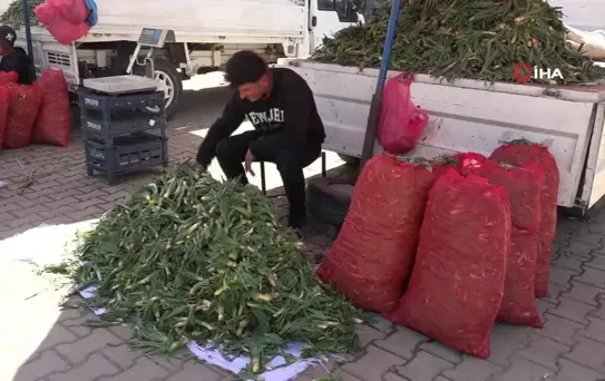 Erciş'te çiriş otu tezgahlardaki yerini aldı