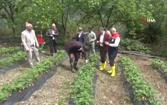 Bin Rakımda Yetişen Çilek, Pazar Sorunu Yaşamıyor