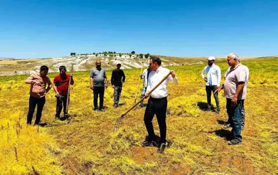 Adıyaman'ın Besni Kaymakamı Çağlar Partal, mercimek hasadına katıldı