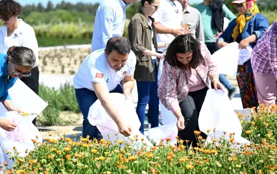 Gazi Köylerde Şifa Çiçekleri Açıyor Projesi'nde İlk Hasat Gerçekleştirildi
