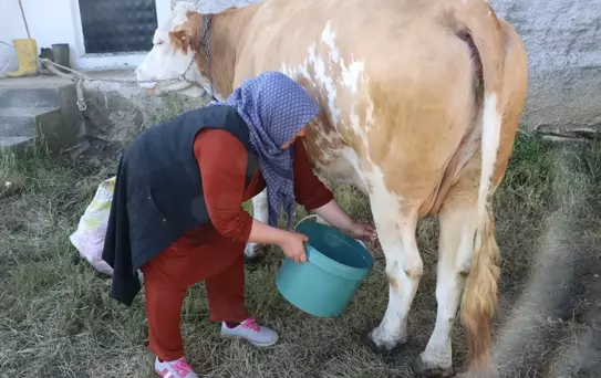 Yozgat'ın Sarıkaya ilçesinde süt üretimi arttı