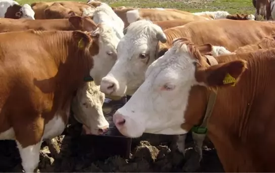 Seferihisar'da 5 büyükbaşta şap hastalığı tespit edildi, 10 kilometrelik alanda kurban satışı yasaklandı