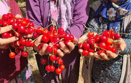 Demirci Kirazı Hasat Dönemi Başladı