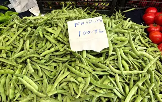 Bilecik'te Nazende Fasulyesi Hasat Başladı: Fiyatlar Yüksek