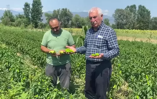 Çiftçilerin Sorunları: Ürünleri Satamıyoruz, Kazanç Sağlayamıyoruz