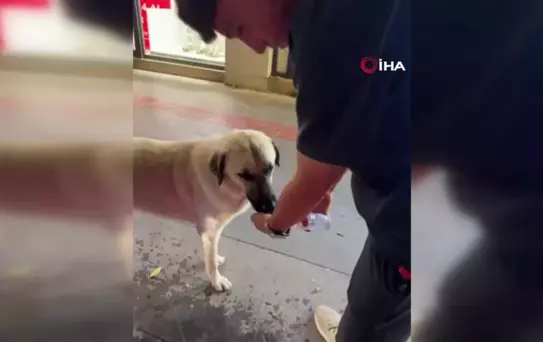 Kavurucu sıcakta susayan köpeği böyle serinletti