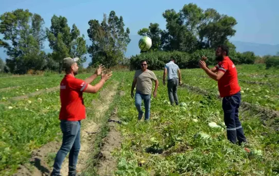 Söke'de Üretici Karpuzları Hibe Etti, Belediye Vatandaşlara Dağıttı