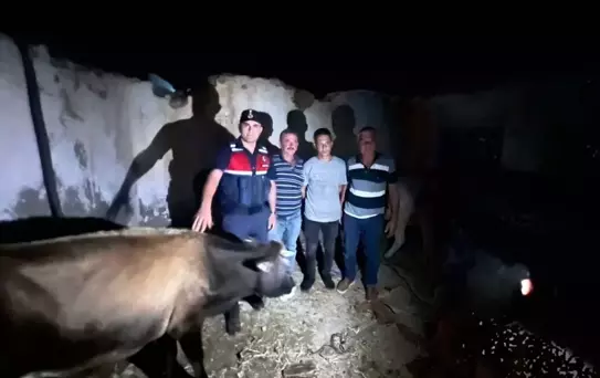 Aydın'da Bulunan Büyükbaş Hayvanlar Sahiplerine Teslim Edildi
