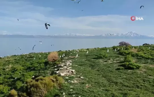 Van'da inci kefalinin göçü uzayınca martı ölümleri yaşanmadı