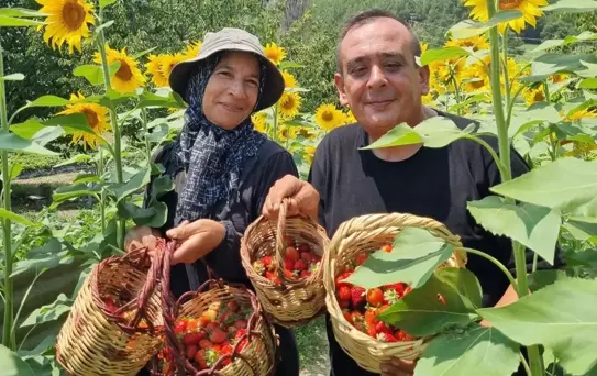 Çamlıyayla'da çilek yetiştiriciliği yapan kadın üretici, fide desteğiyle başarıya ulaştı